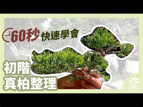 針柏樹修剪|真柏如何照顧？新手必讀指南，讓你的真柏枝繁葉茂